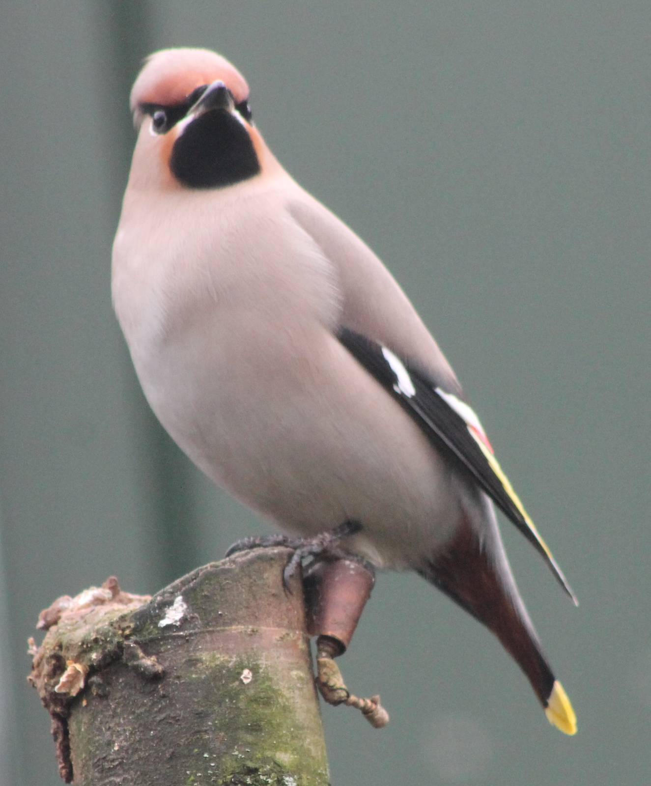 European waxwing