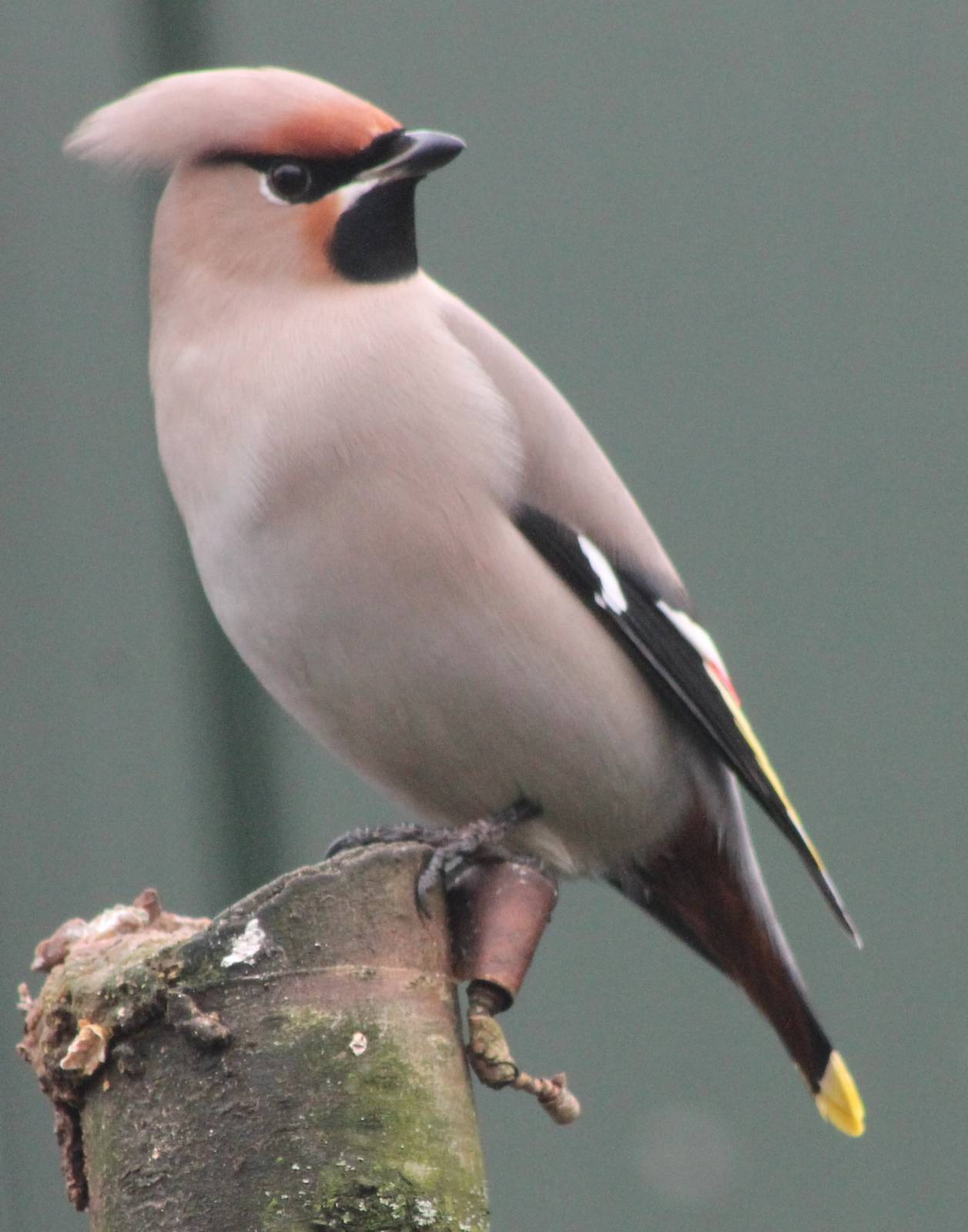 European waxwing