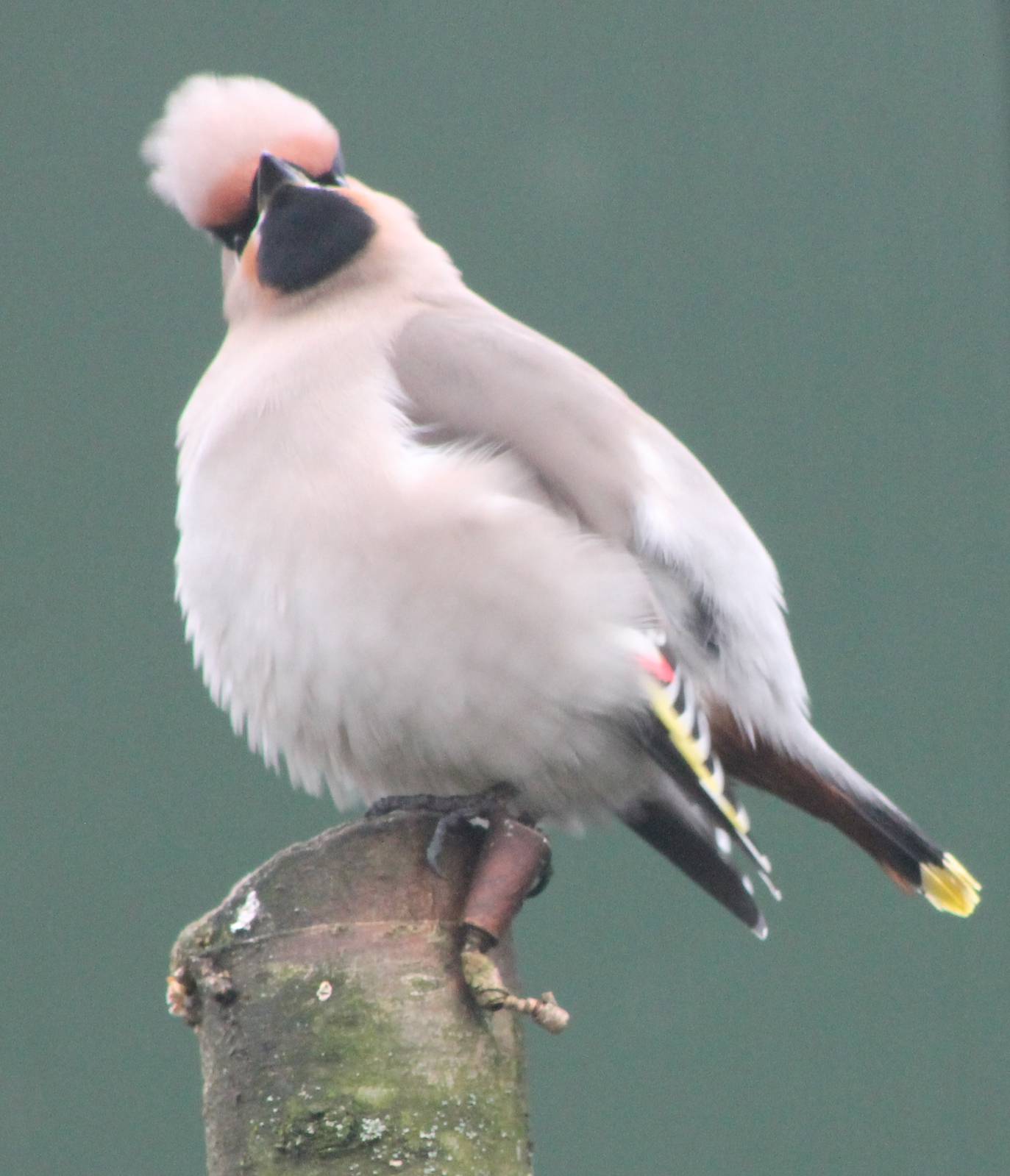 European waxwing