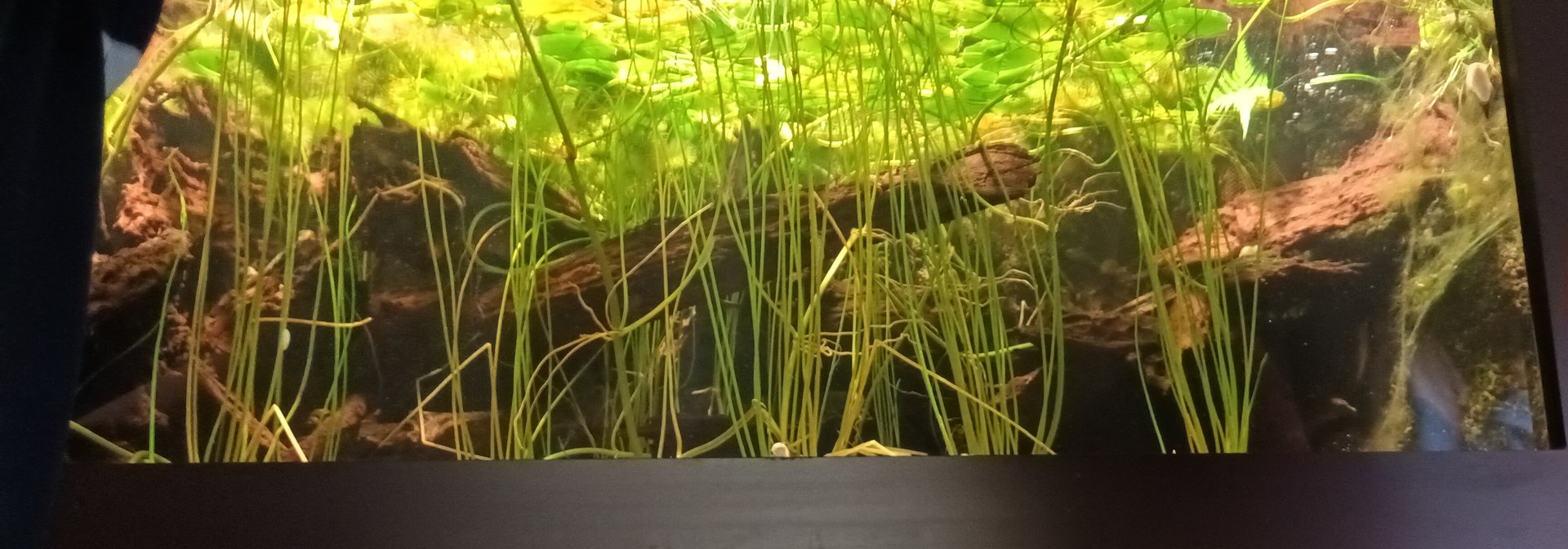 European Weatherfish and Great crested Newt Tank