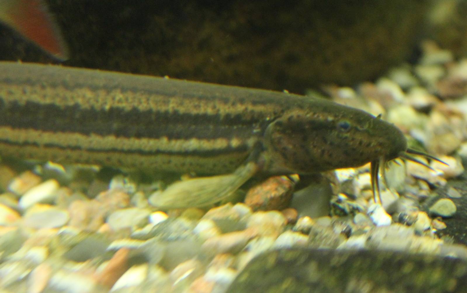 European weatherfish
