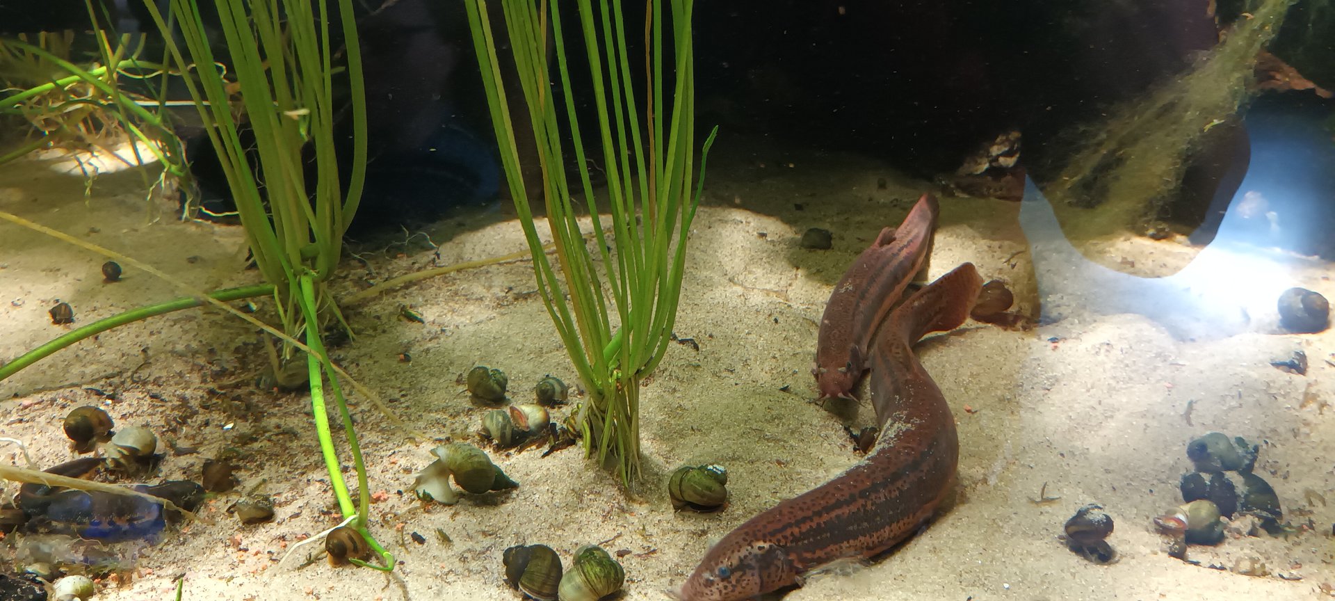 European Weatherfish