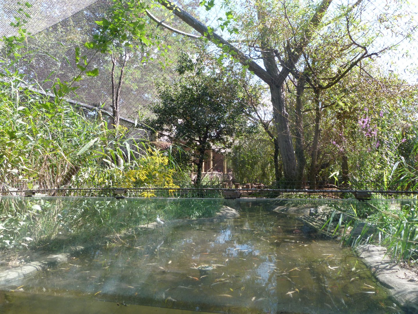 European wetlands aviary -Zoo Praha (2025)