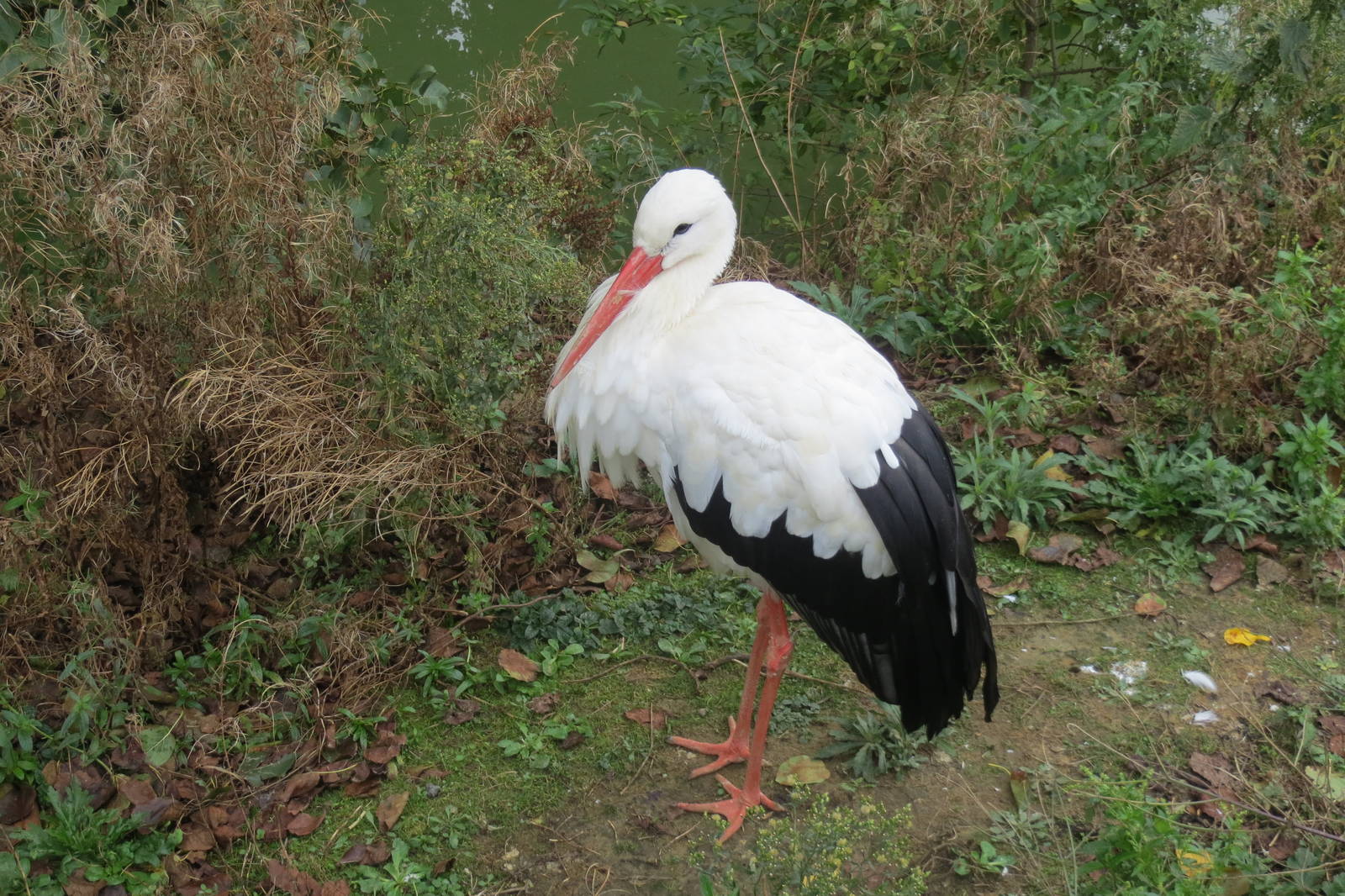 European White Stork 10/14