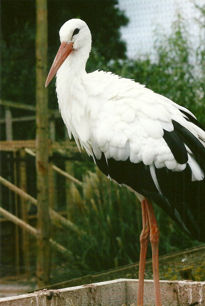 European White Stork 11th September 2012
