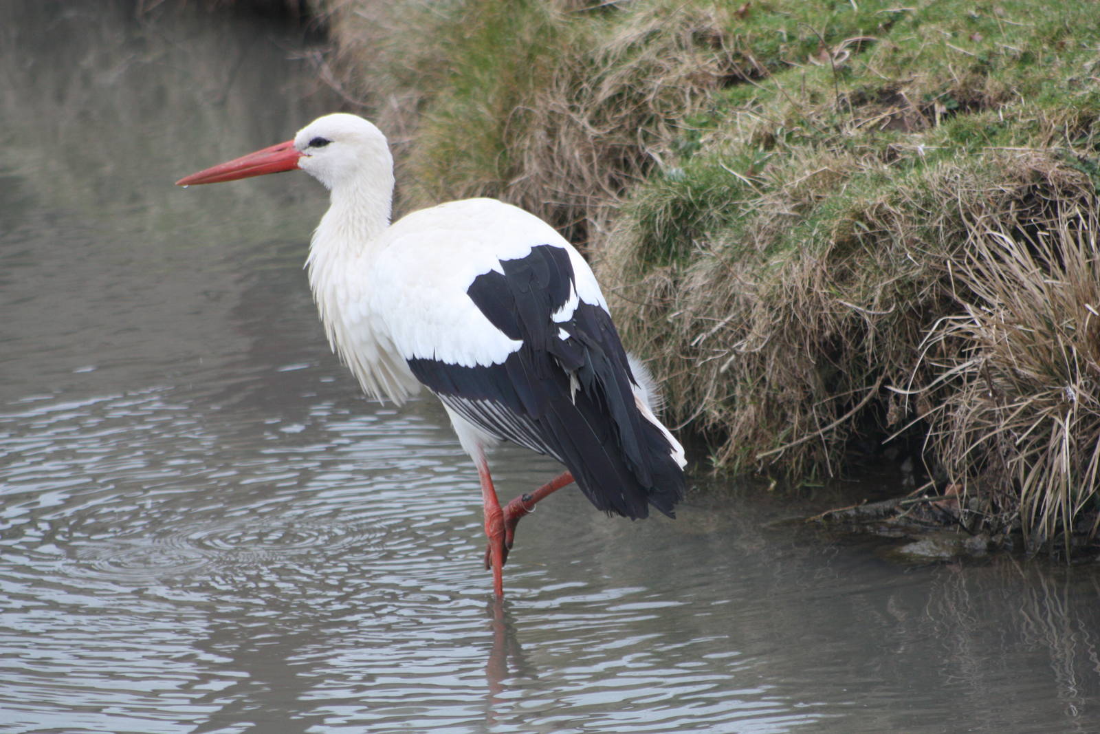 European White Stork, 18th February 2015