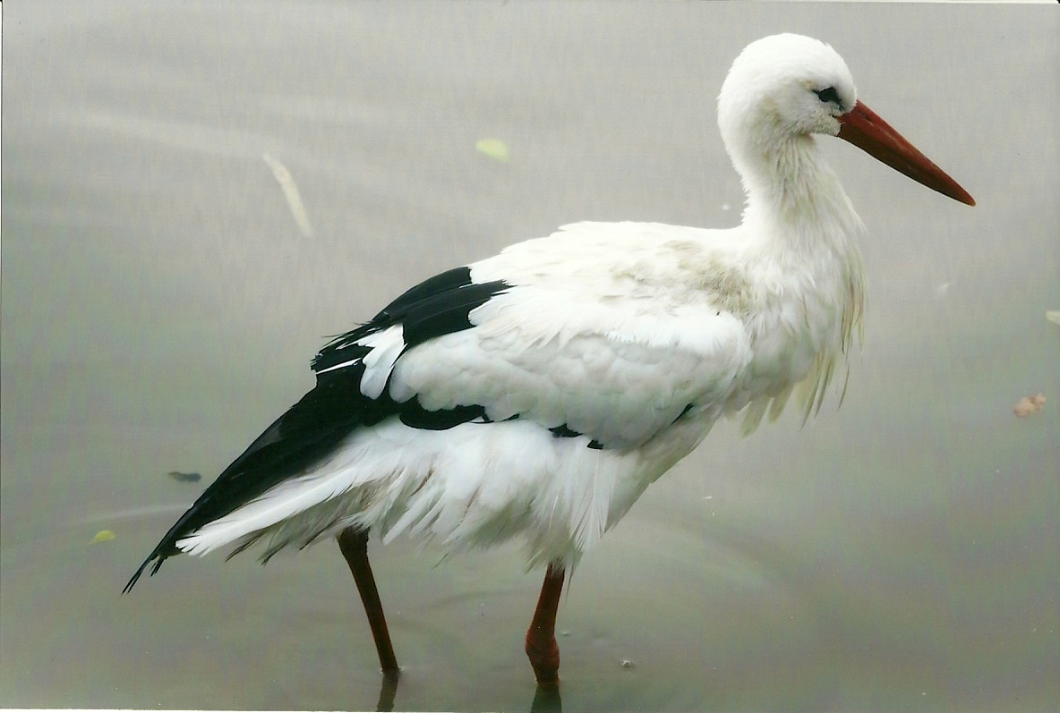 European White Stork 1st November 2012