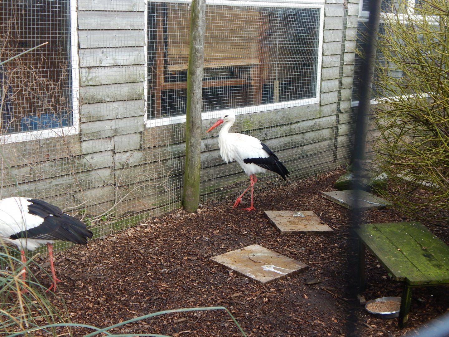 European white stork 250222