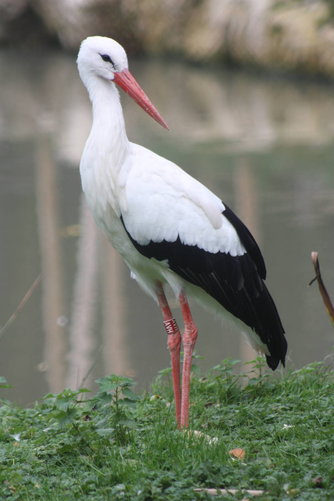 European White Stork, 27th October 2014