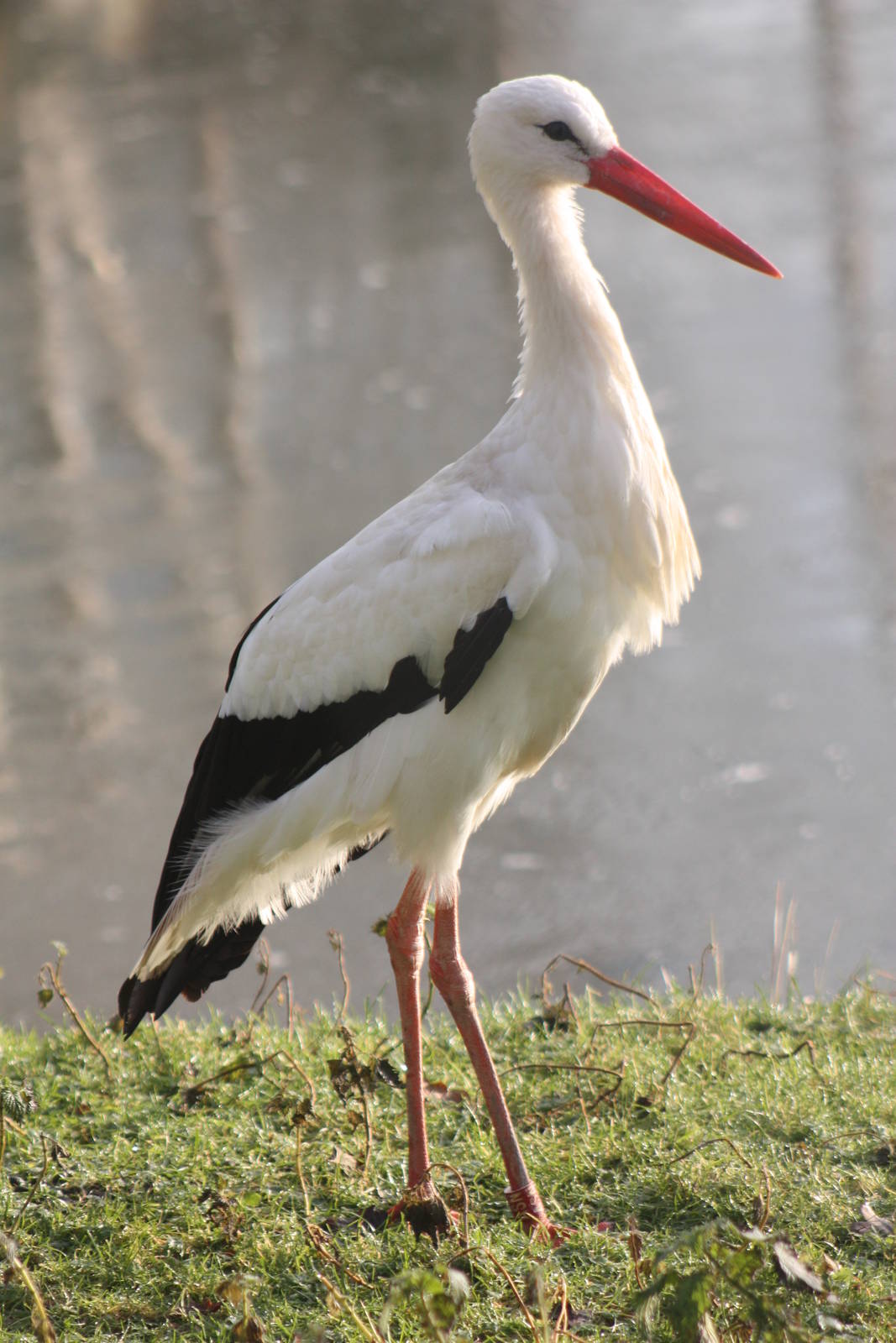 European White Stork, 30th December 2014
