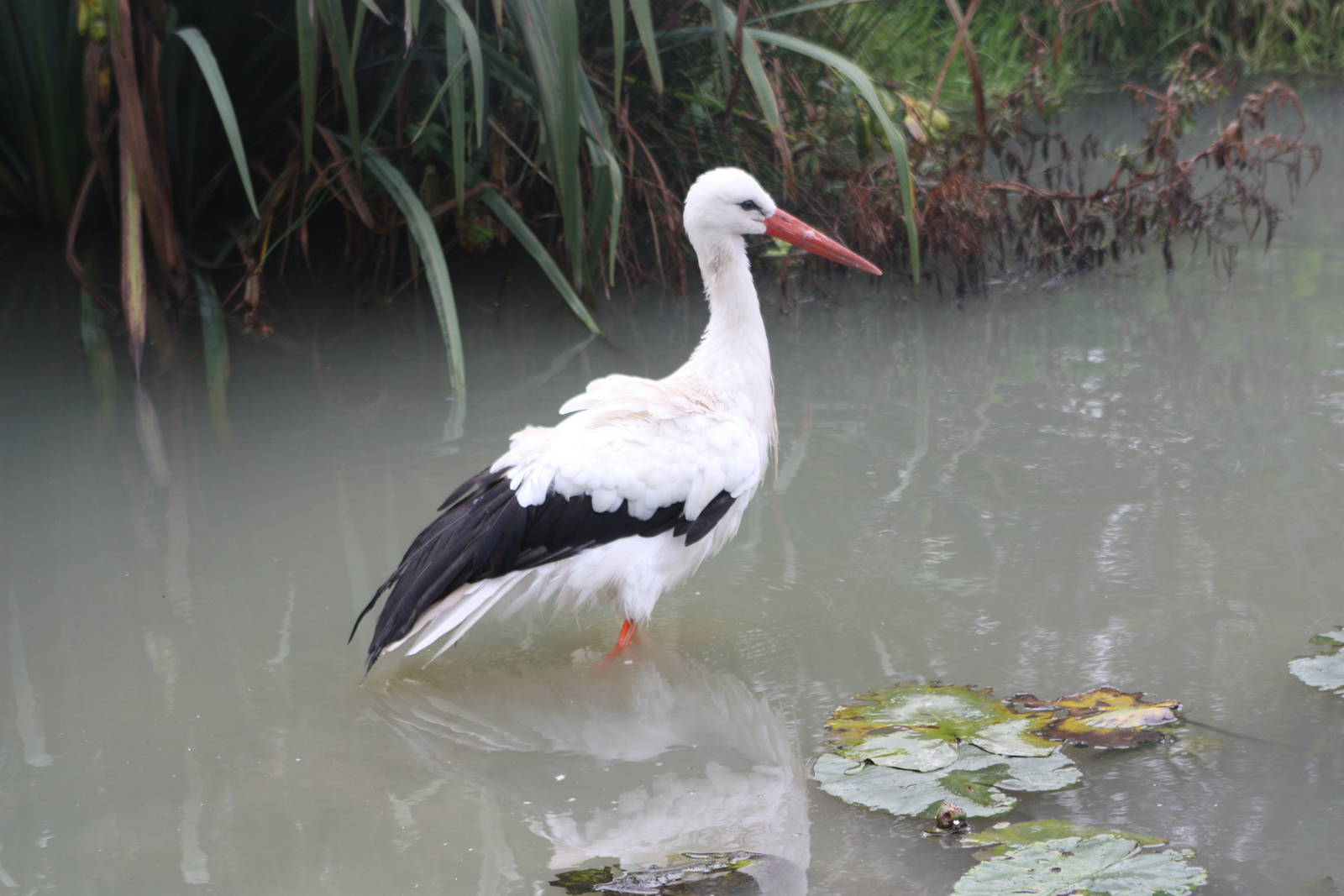 European White Stork, 30th September 2014