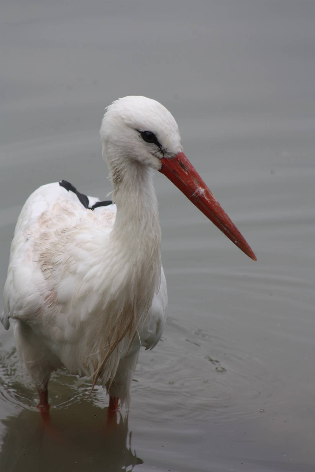 European White Stork, 30th September 2014