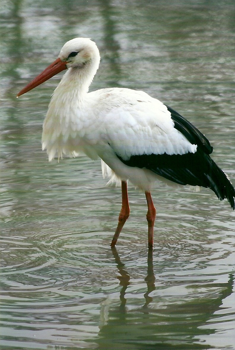 European White Stork 4th January 2013