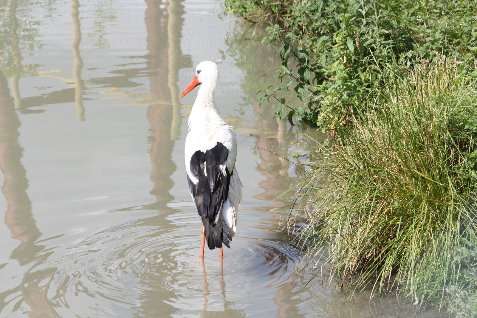 European White Stork, 7th July 2014