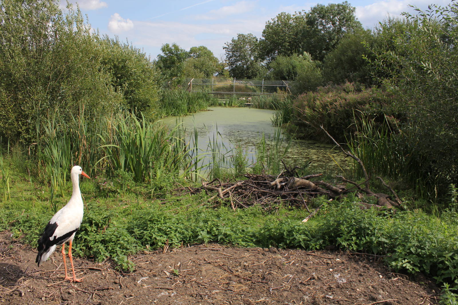 European White stork and Capybara enclosure.
