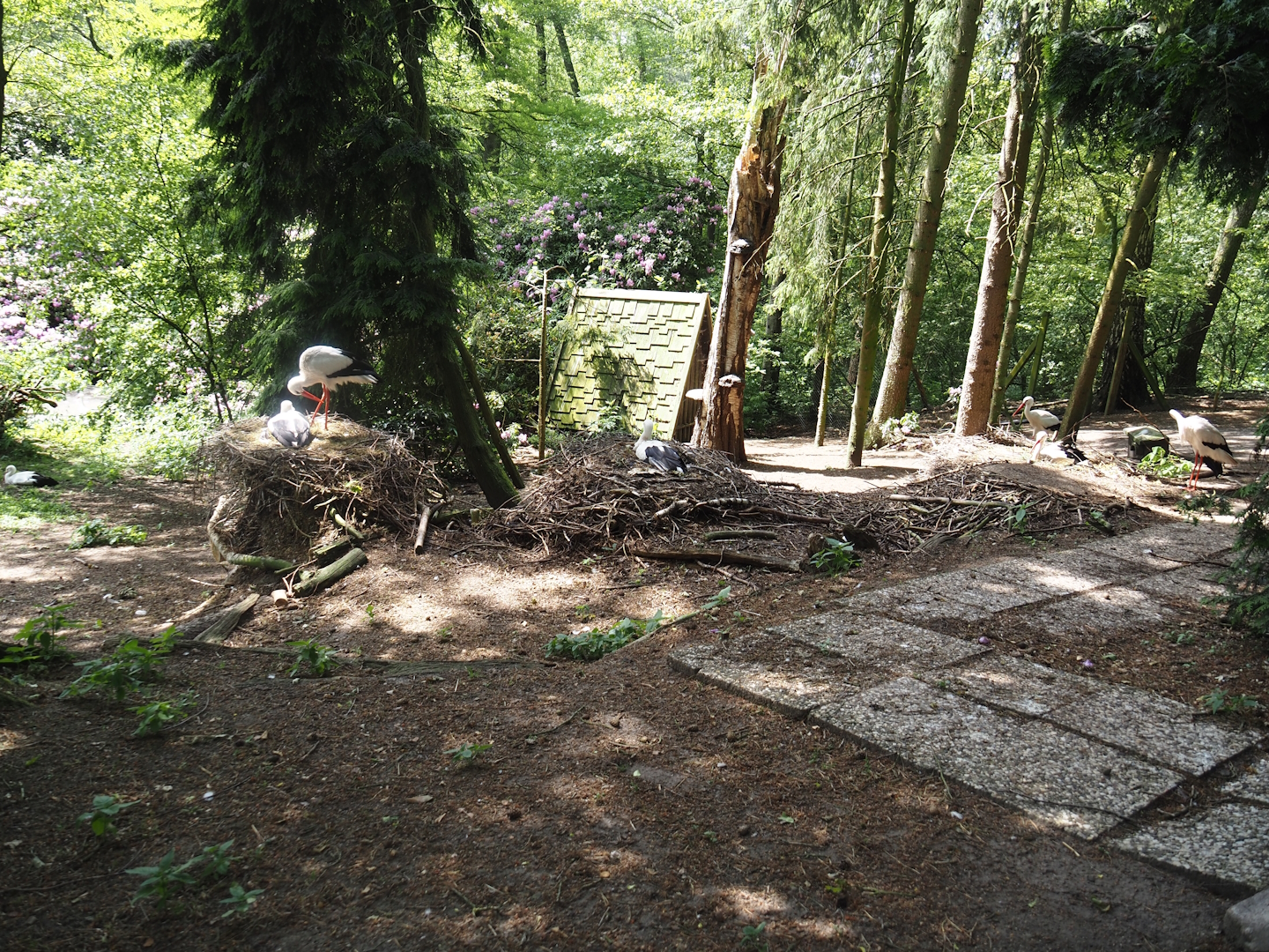 European white stork and Diepholz goose exhibit, 2024-05-21