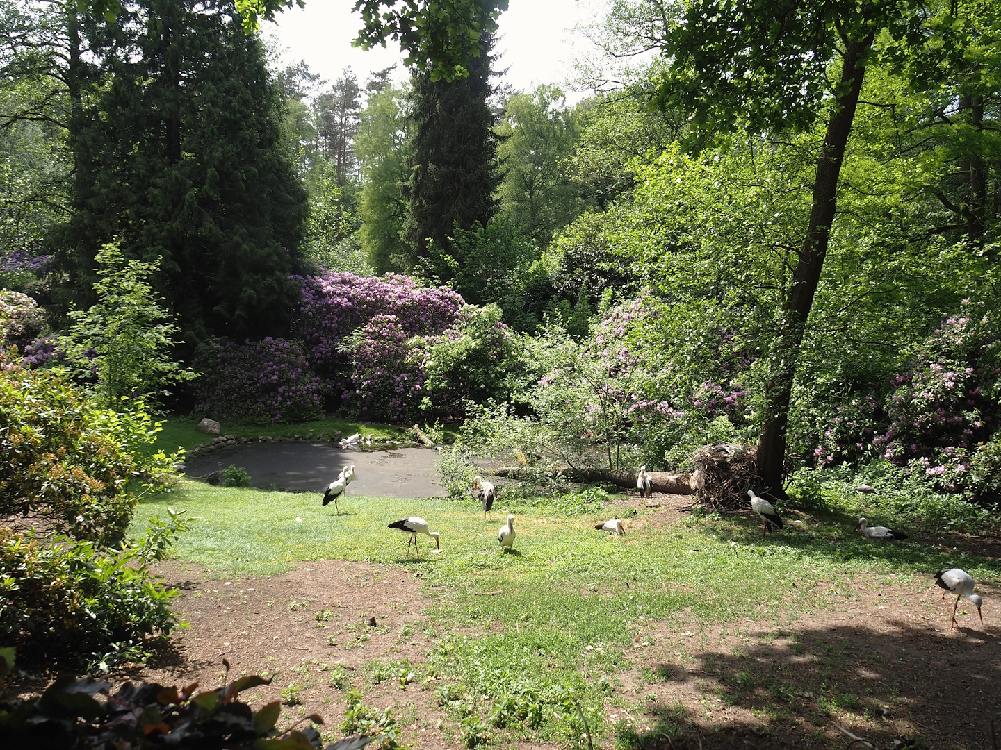 European white stork and Diepholz goose exhibit, 2024-05-21