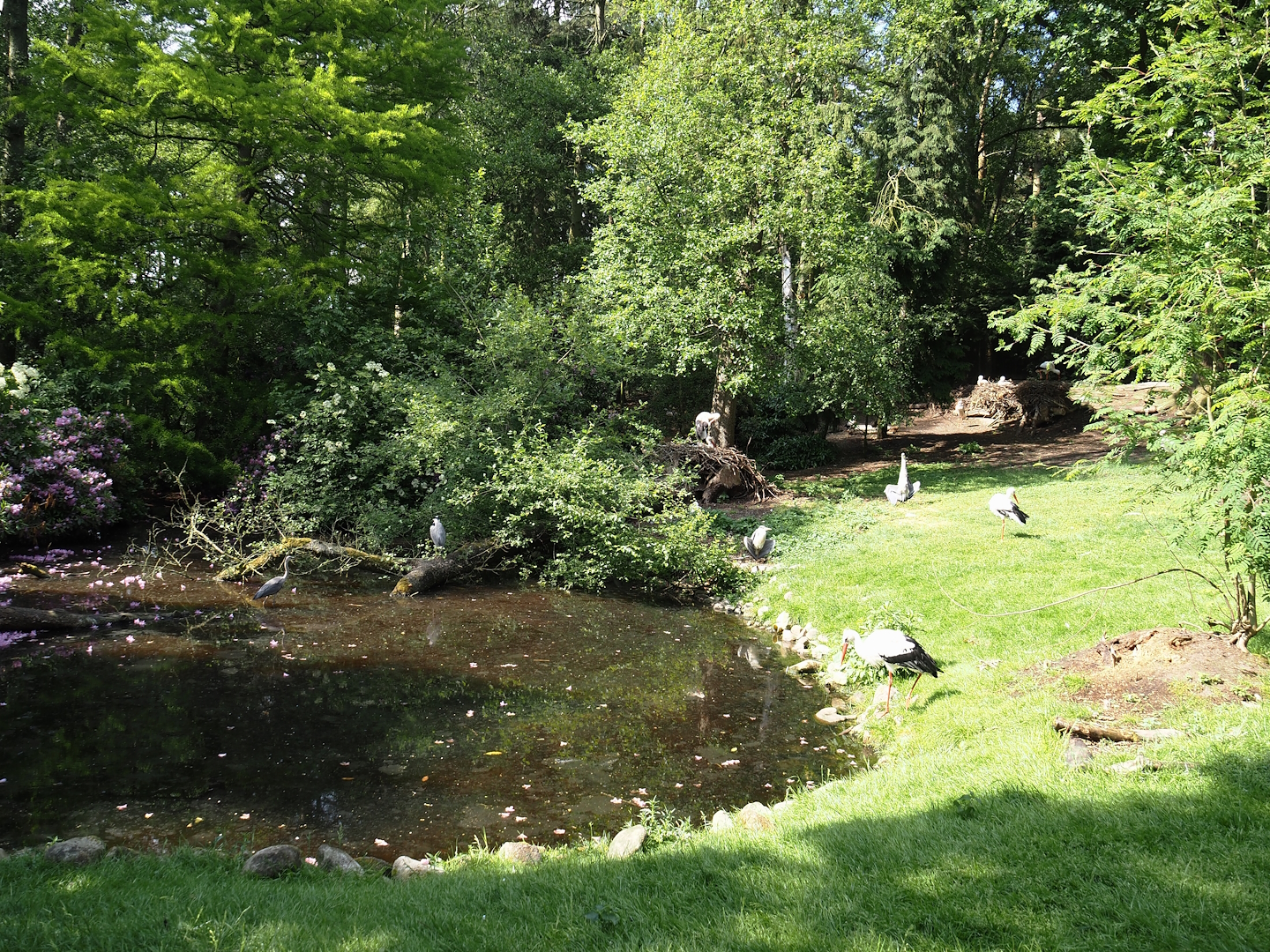 European white stork and Diepholz goose exhibit, 2024-05-21