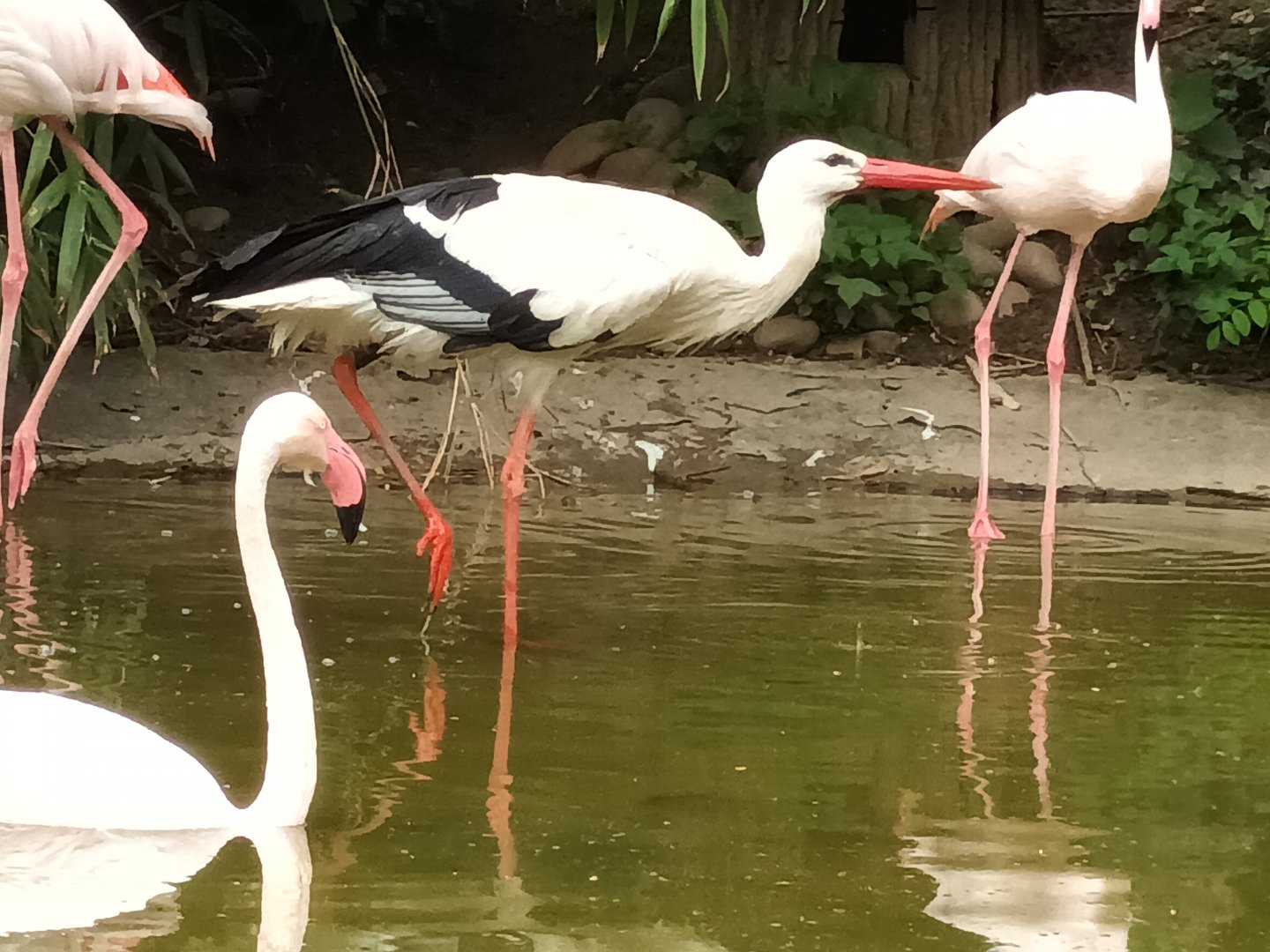 European white Stork and Greater Flamingos
