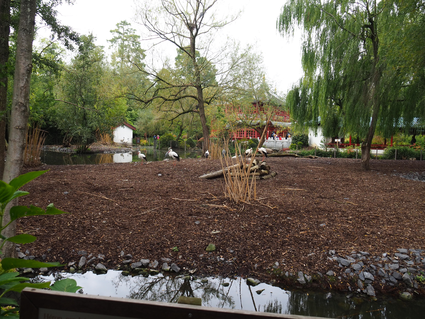 European white stork and Red-crowned crane exhibit, 2019-10-05