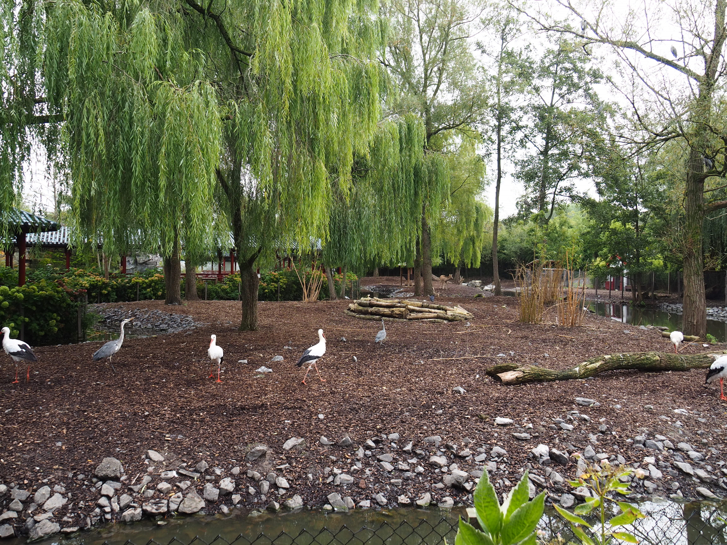 European white stork and Red-crowned crane exhibit, 2019-10-05