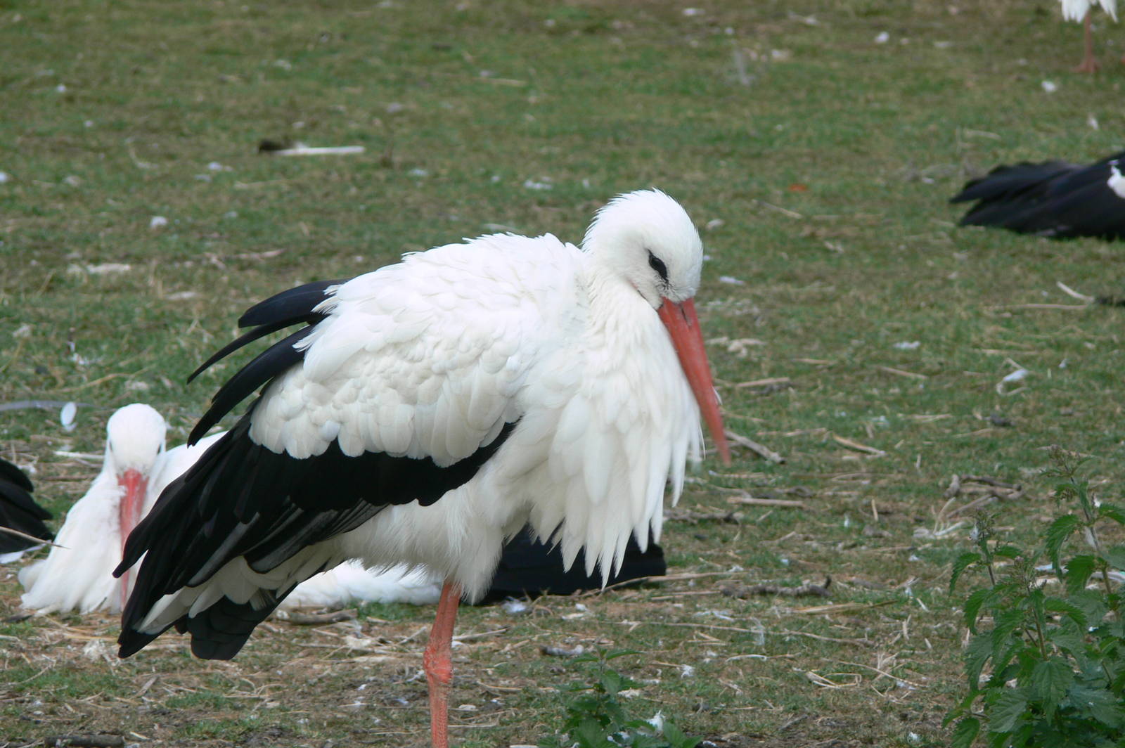 European White Stork at Hamerton Zoo, 23/08/14