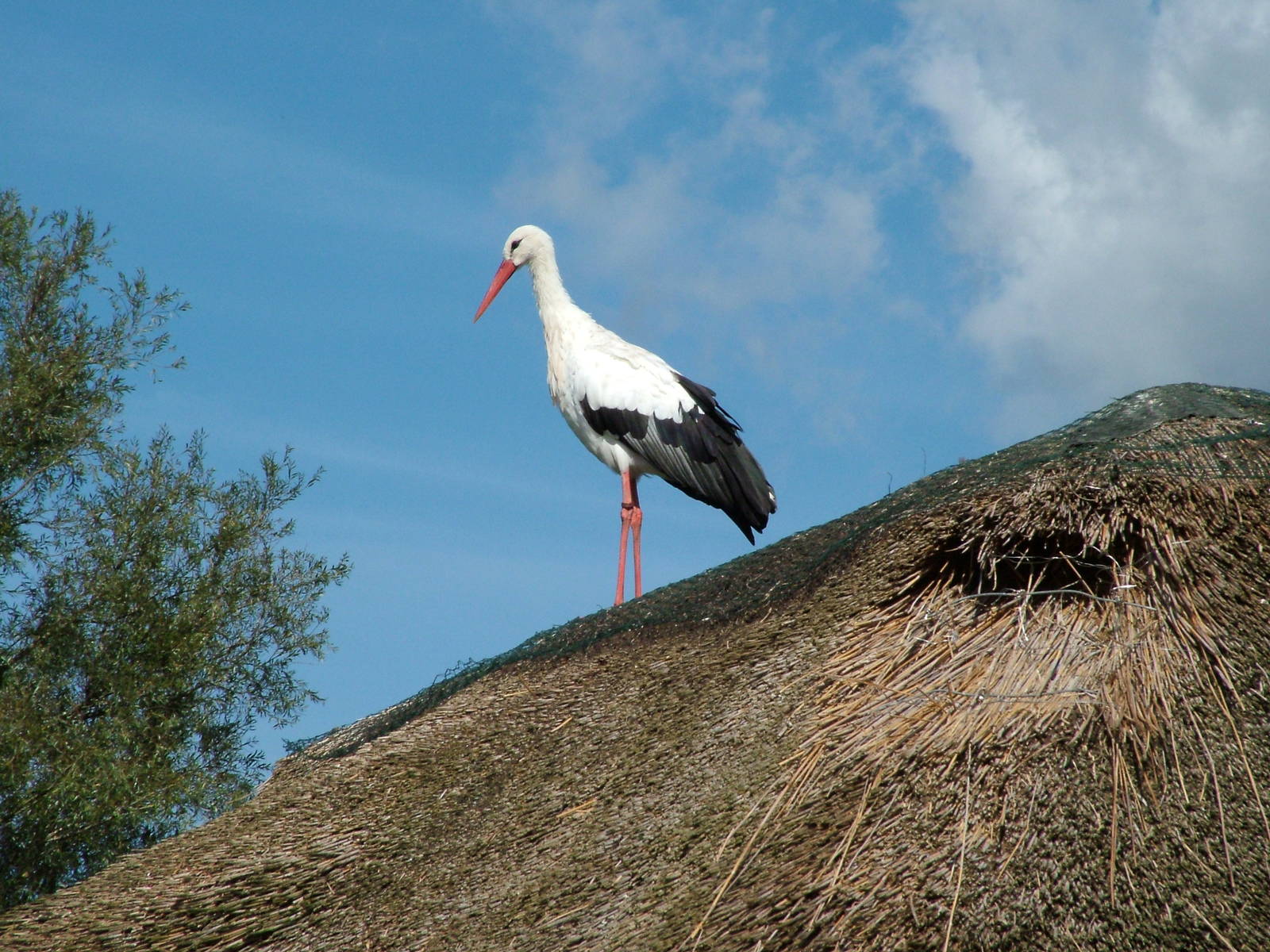 European White Stork at Niendorf 05/09/07