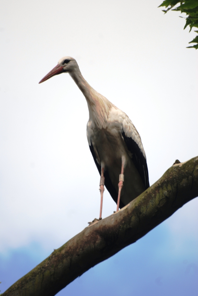 European White Stork at Pairi Daiza, 31/08/14
