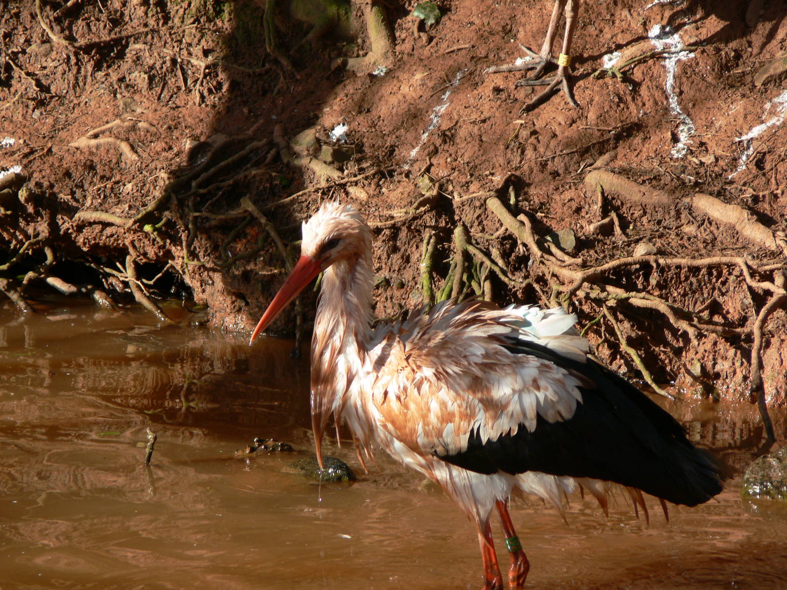 European White Stork at South Lakes, 16/01/14