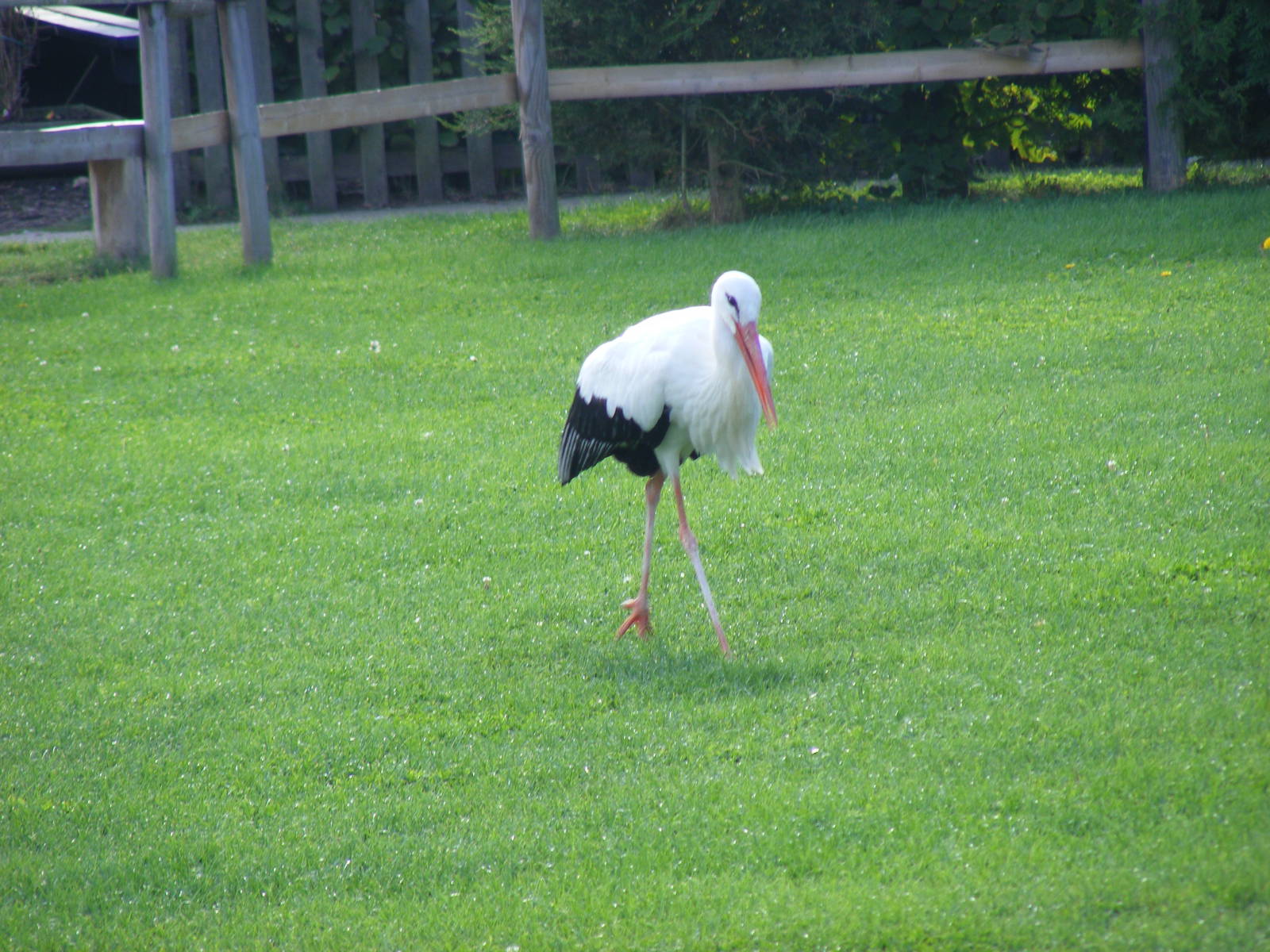 European white stork at Tropical Wings, 13 September 2011
