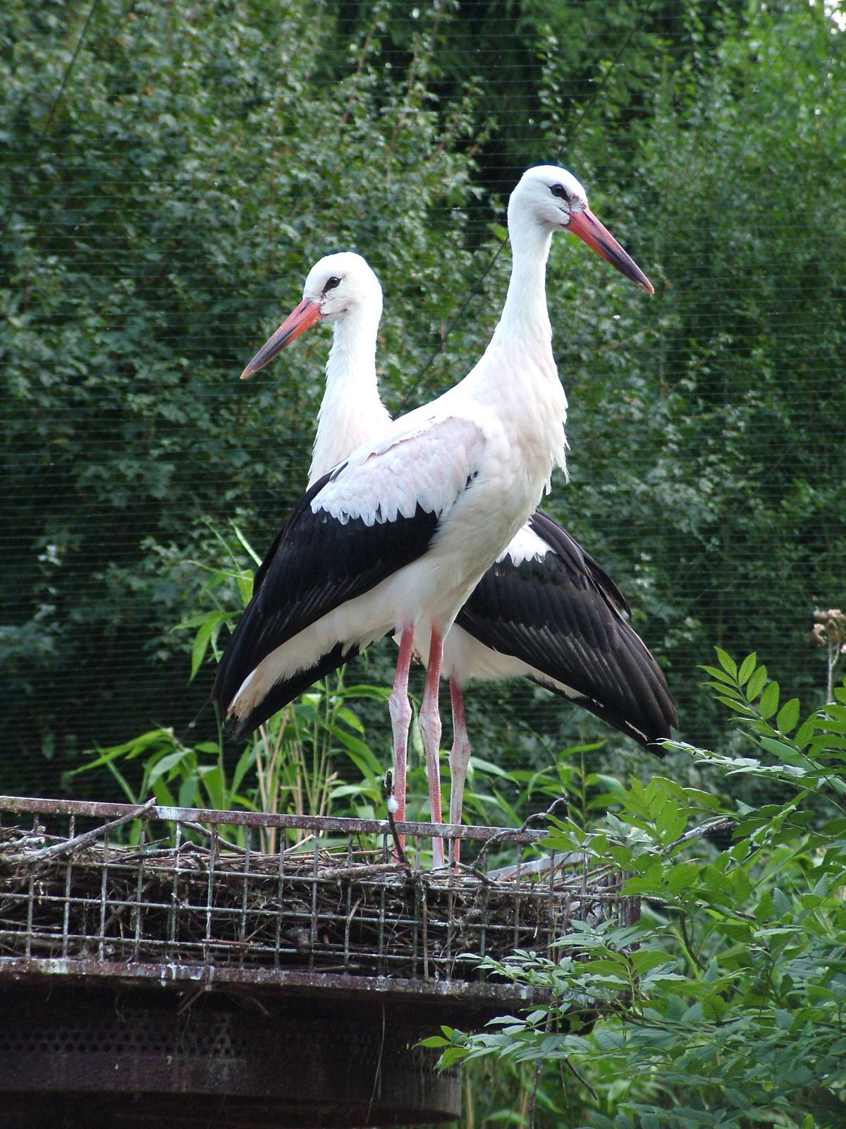 European White Stork at Vogelpark Heddesheim, 06/09/10