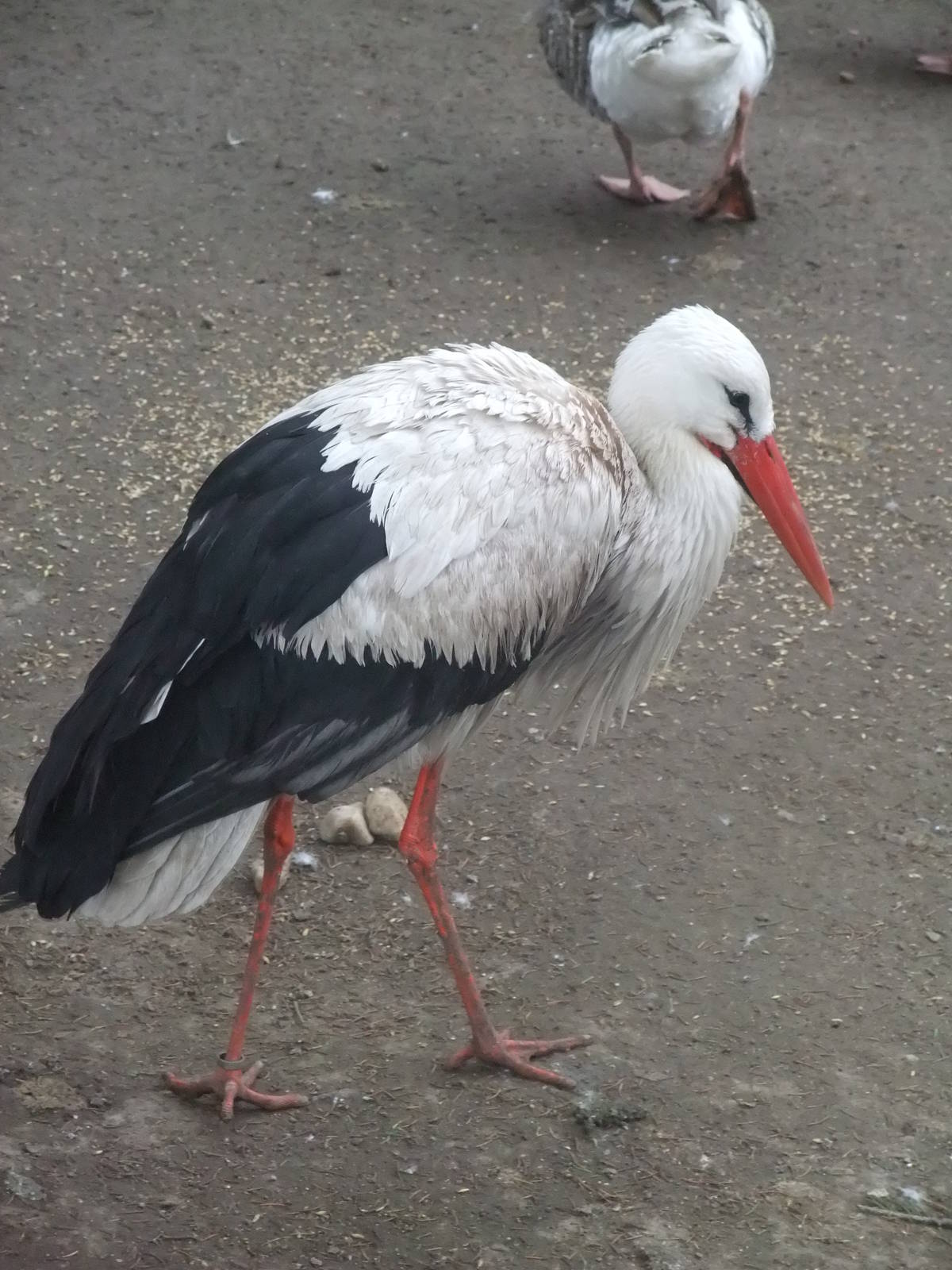 European White Stork at Vyskov, 30/05/10