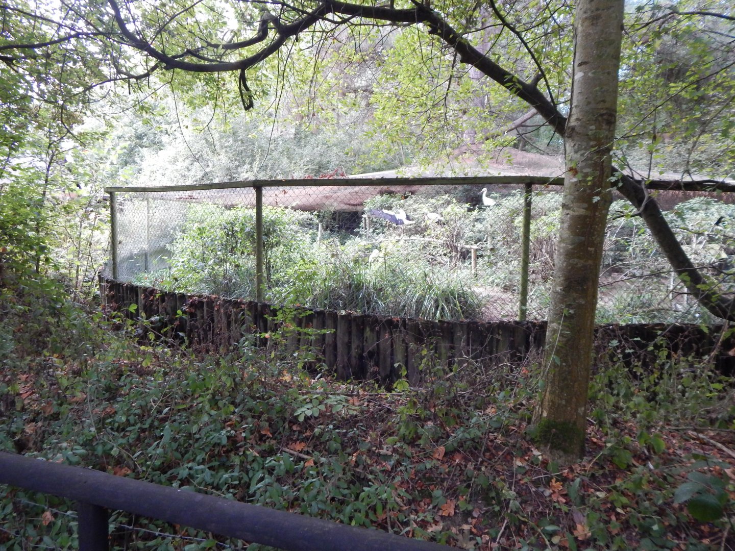 European white stork aviary 030924