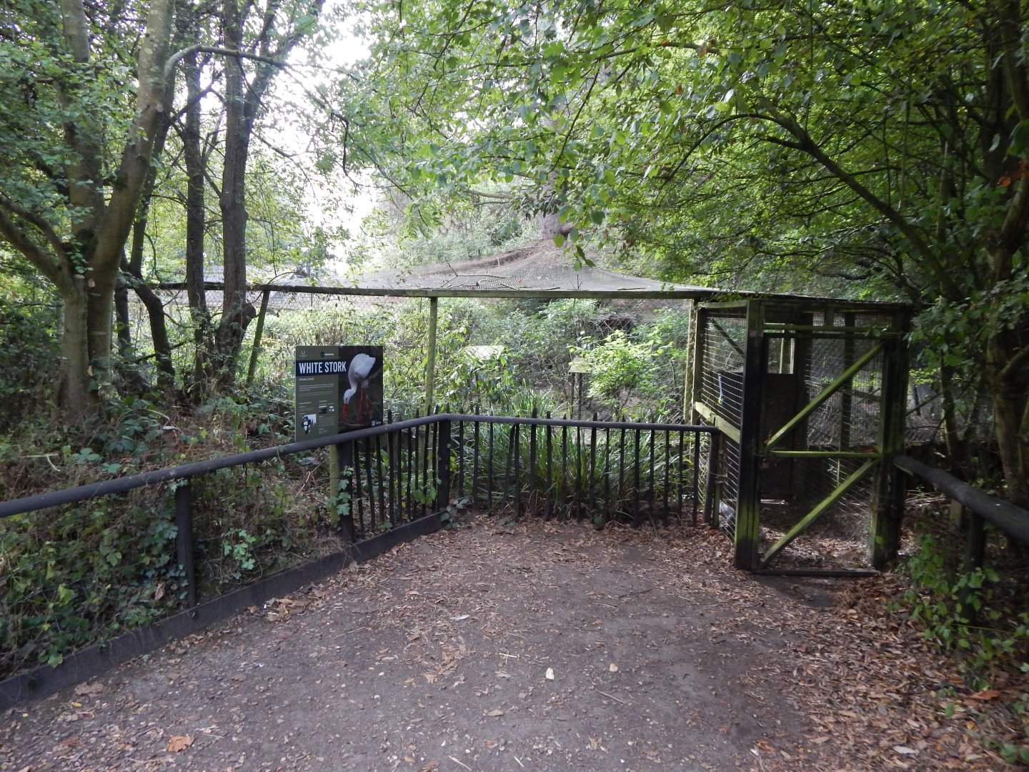 European white stork aviary 030924