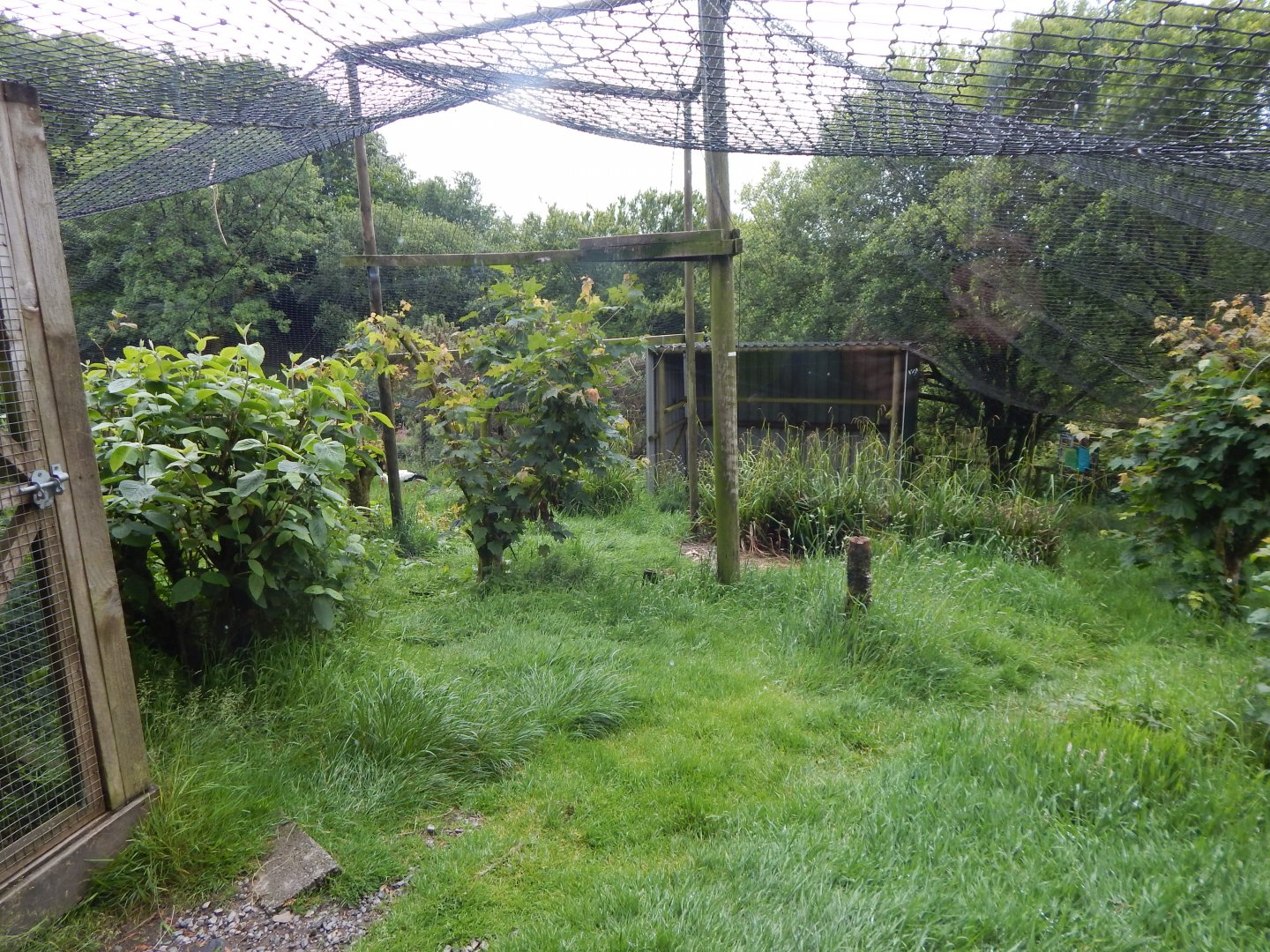 European white stork aviary 050625