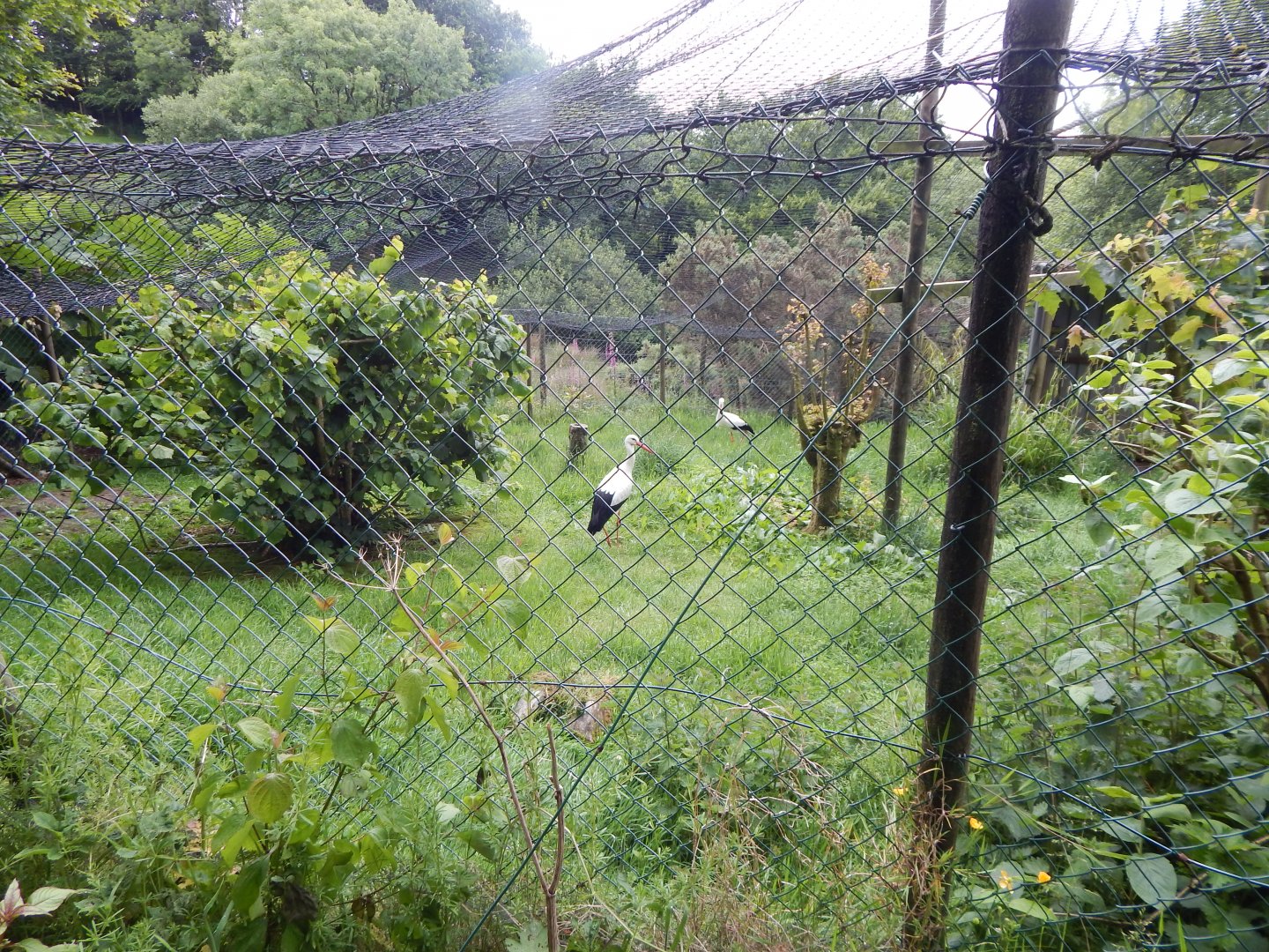 European white stork aviary 050625