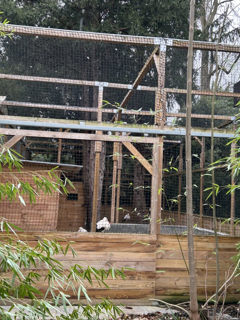 European white stork aviary at the oasis