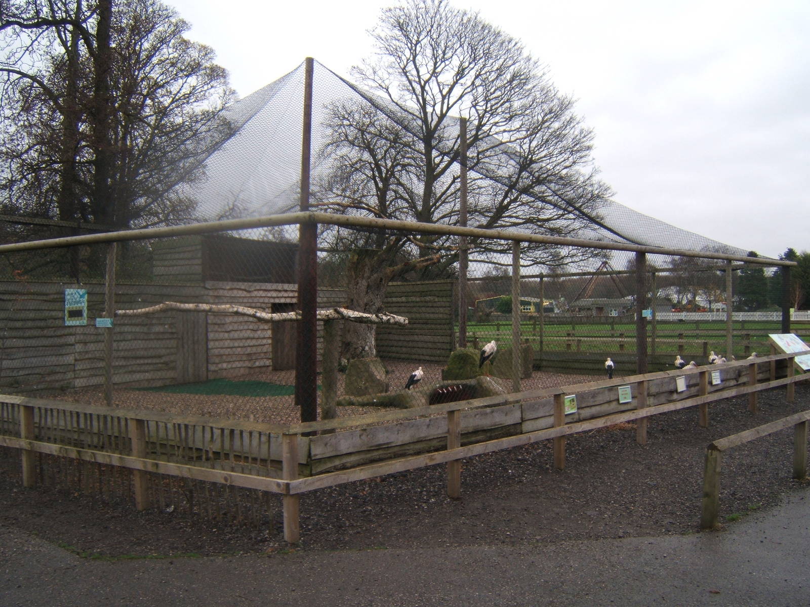 European White Stork Aviary