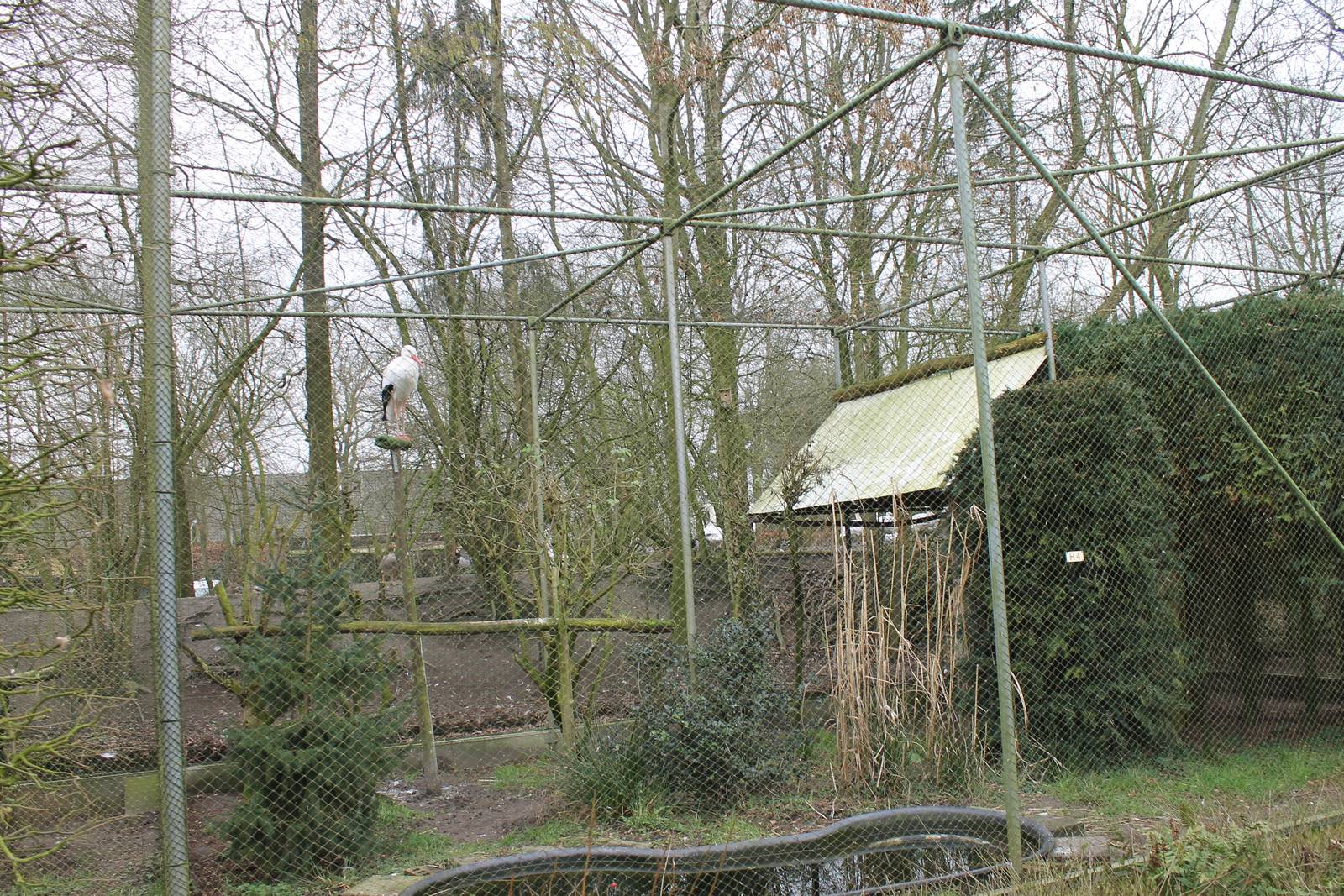 European white stork aviary