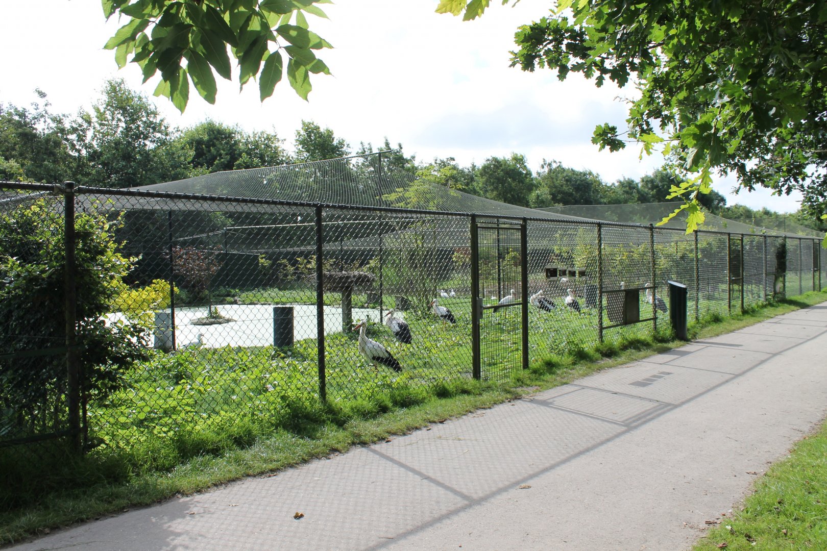 European white stork-aviary