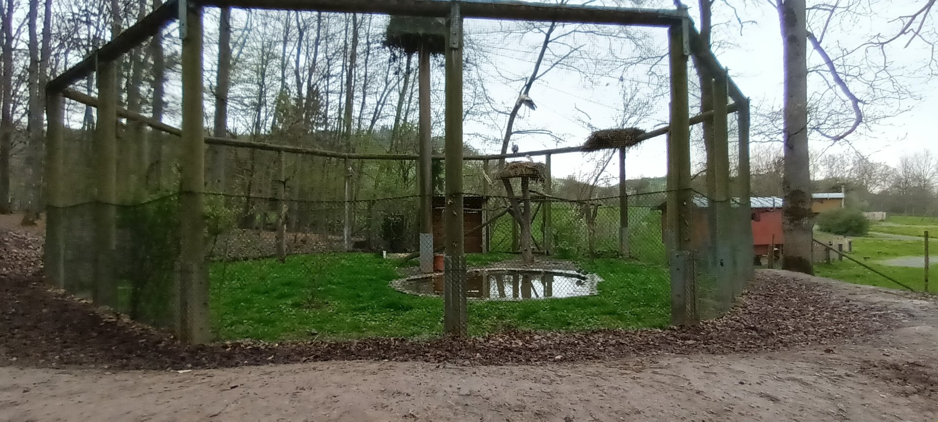 European white Stork, Black crowned night Heron and Ringed Teal Aviary