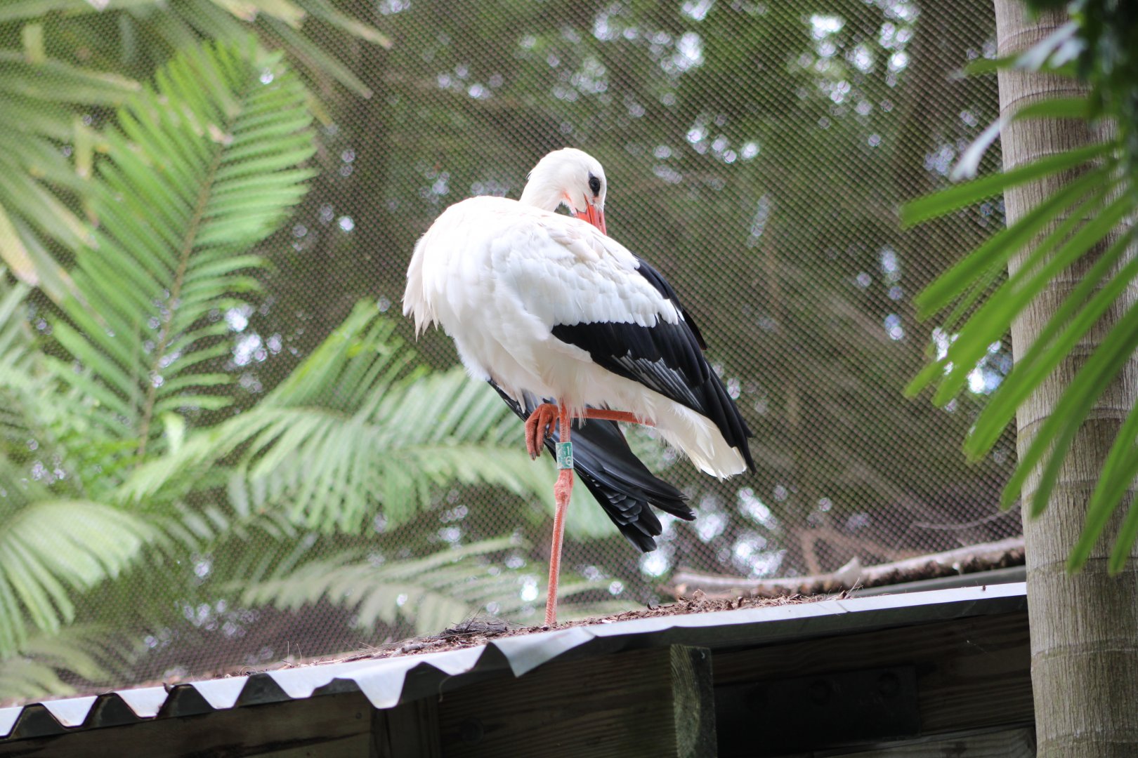 European White Stork (C. c. ciconia)