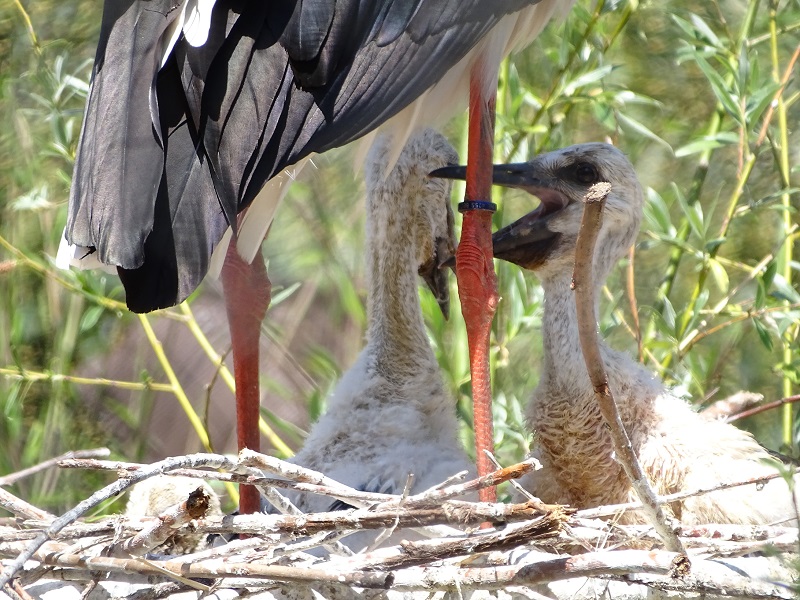 European white stork chicks (Hatched 8 May 2020)