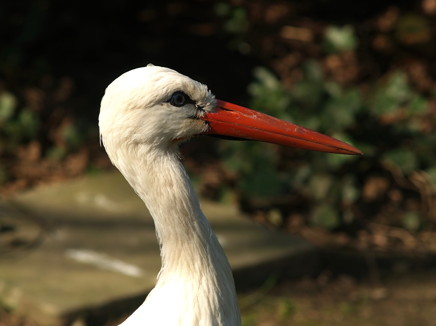 European white stork (Ciconia ciconia), 2007-04-01