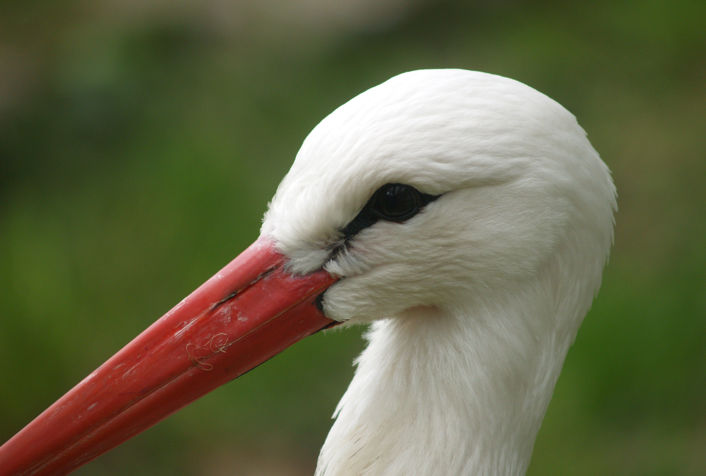 European white stork (Ciconia ciconia), 2008-05-02