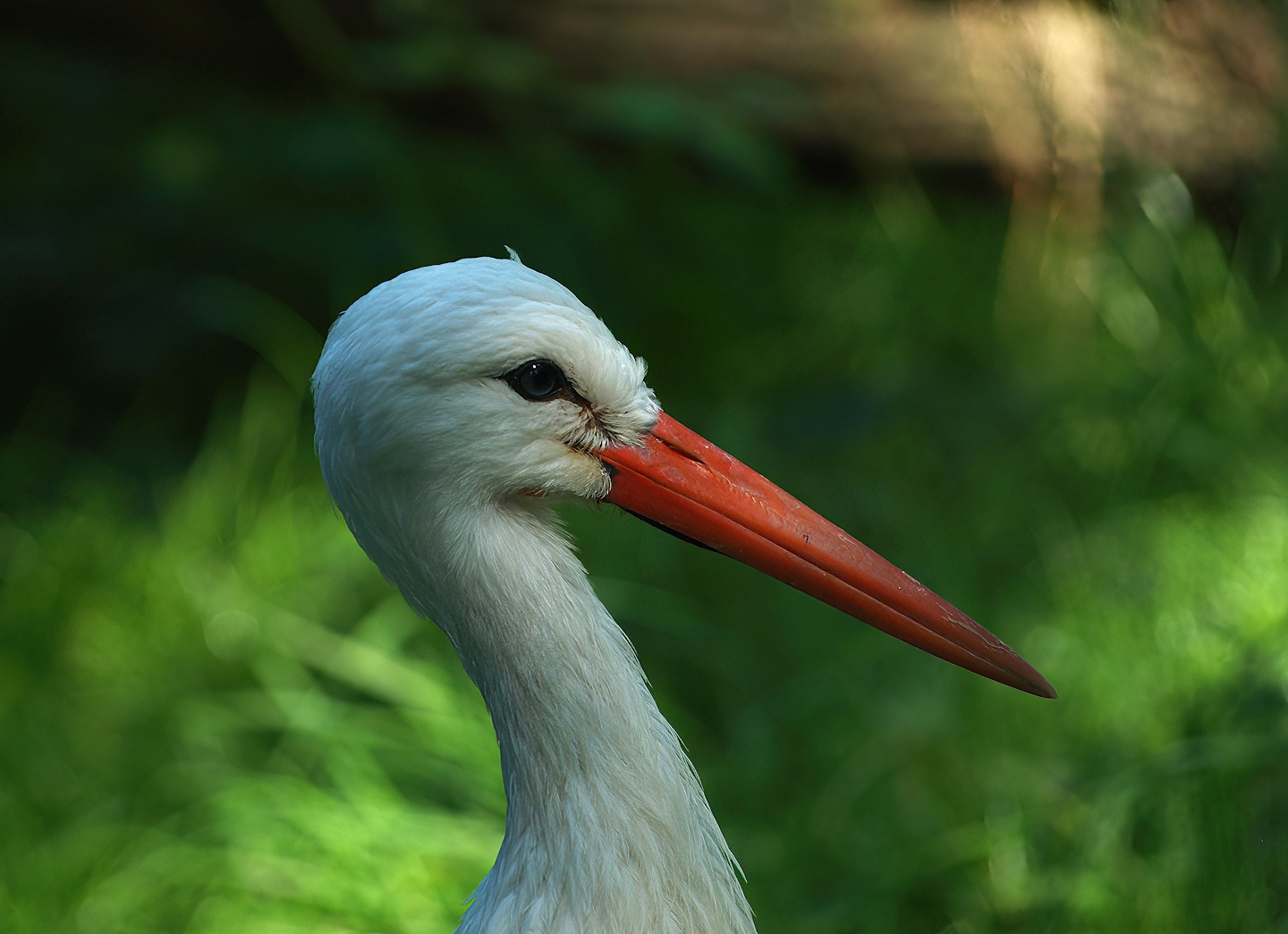 European white stork (Ciconia ciconia), 2008-08-06