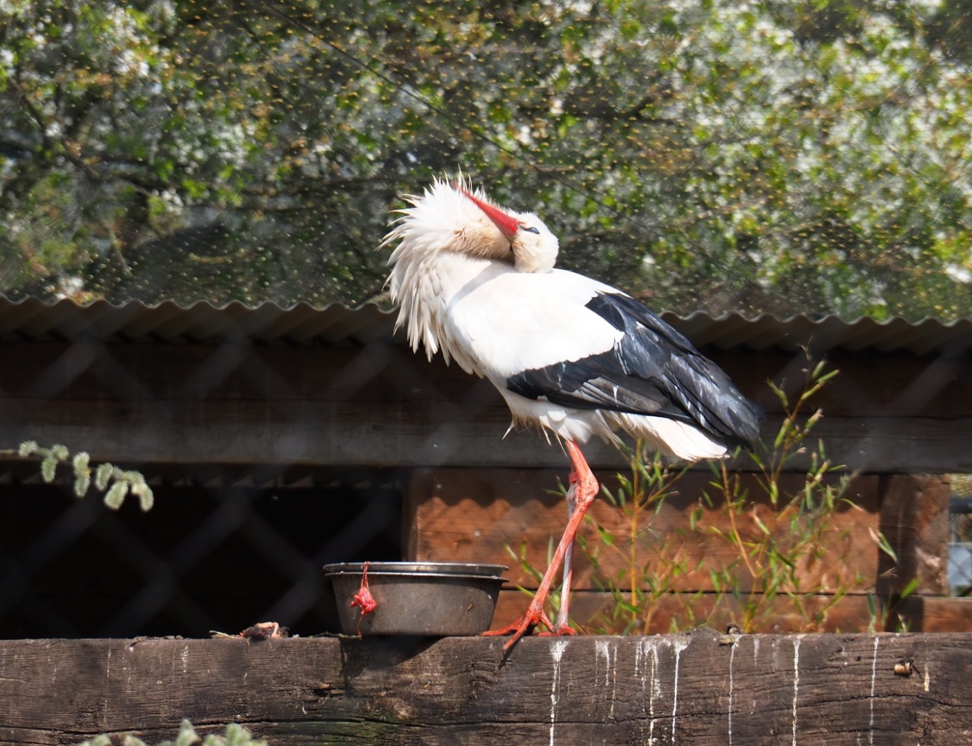 European white stork (Ciconia ciconia), 2019-04-06