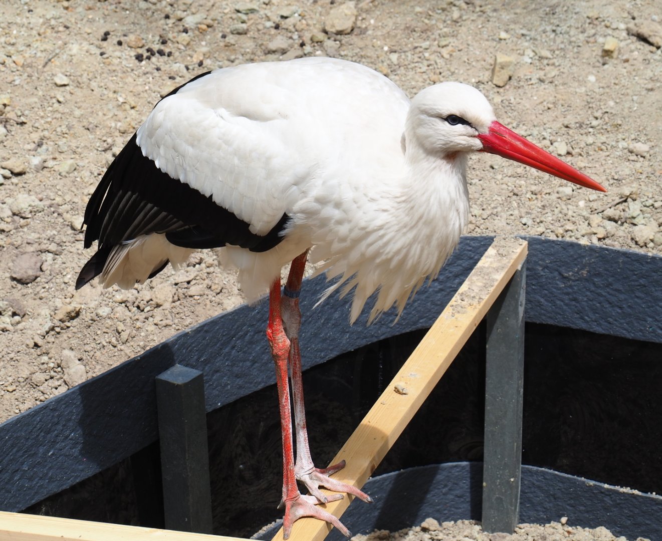European white stork (Ciconia ciconia), 2019-05-25