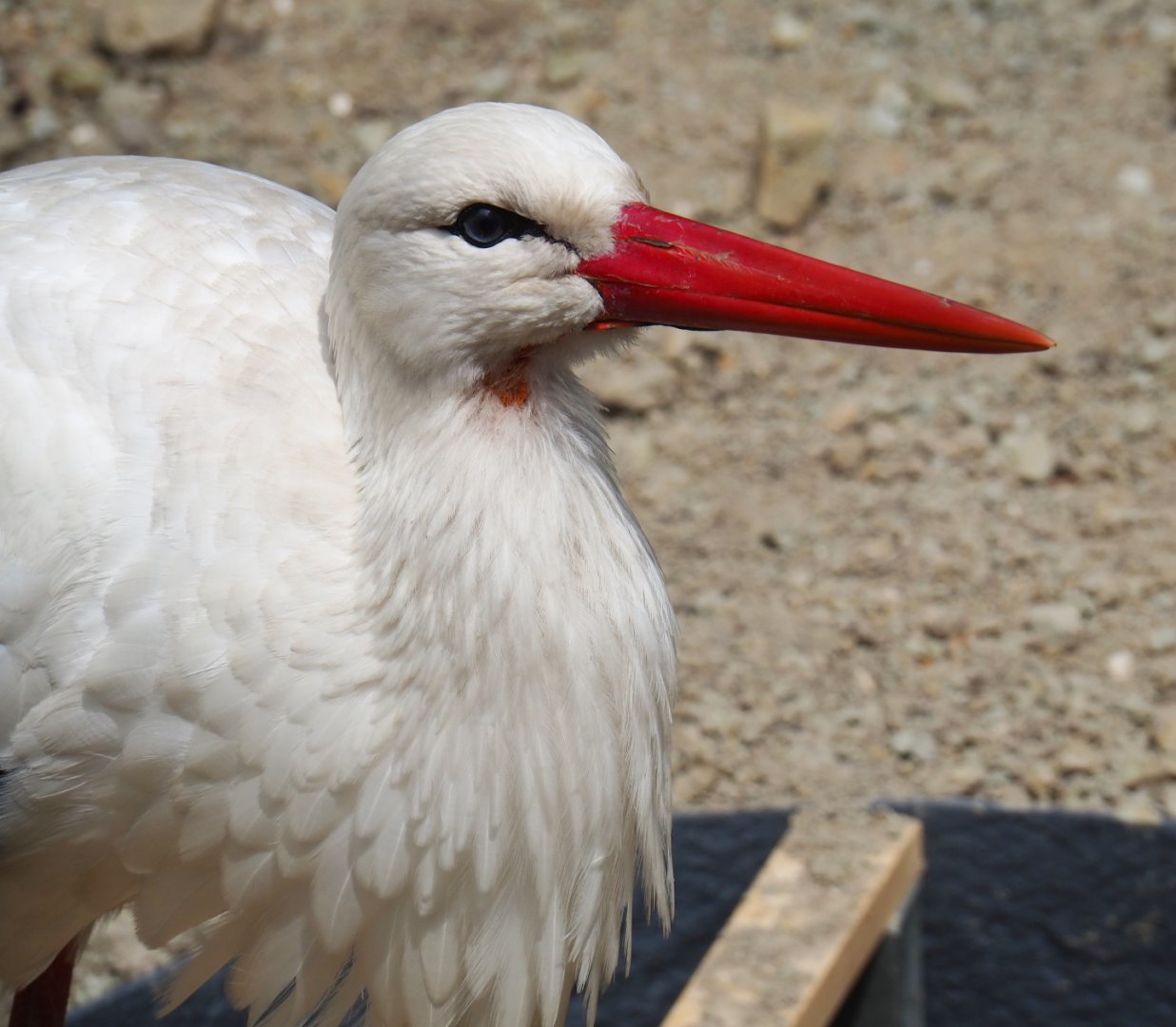 European white stork (Ciconia ciconia), 2019-05-25