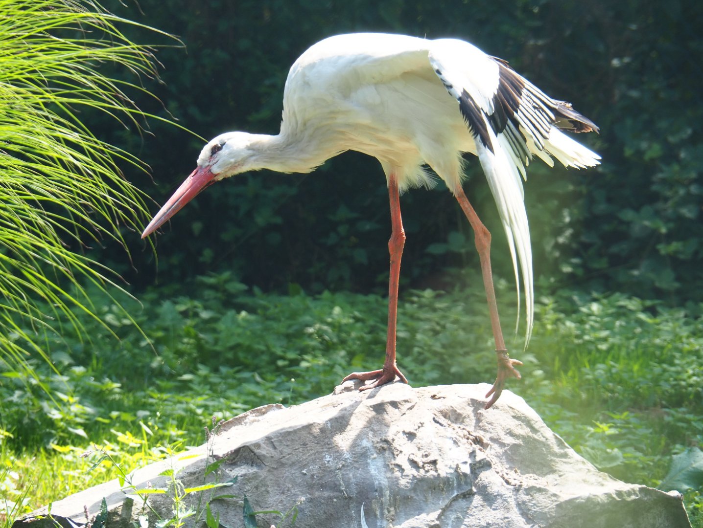 European white stork (Ciconia ciconia), 2019-08-04